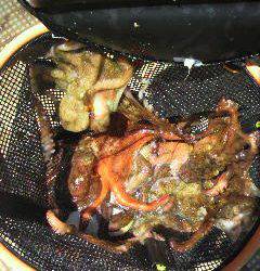 岸和田一文字　タコ1人2ケタは十分狙えそうです☆