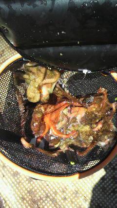 岸和田一文字　タコ1人2ケタは十分狙えそうです☆