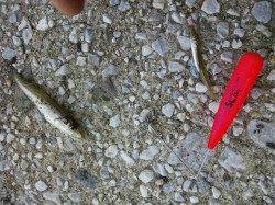 貝塚　SLシンカーでキス＆ハゼ☆