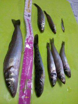 貝塚　SLシンカーでキス＆ハゼ☆