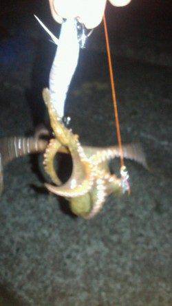 貝塚　ナイトオクトパッシングでタコ3バイ