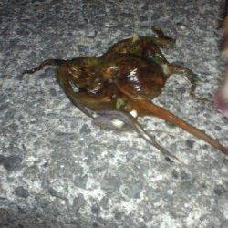 貝塚　ナイトオクトパッシングでタコ3バイ