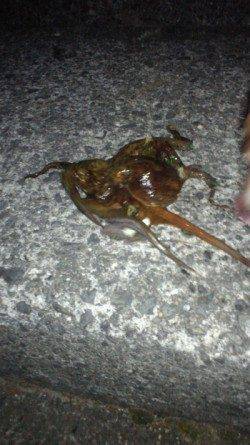 貝塚　ナイトオクトパッシングでタコ3バイ