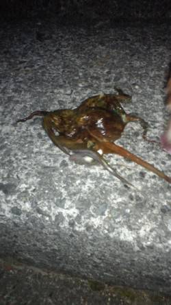 貝塚　ナイトオクトパッシングでタコ3バイ