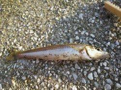 貝塚　ちょい投げでキス＆小アジの引きを堪能☆