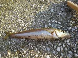 貝塚　ちょい投げでキス＆小アジの引きを堪能…