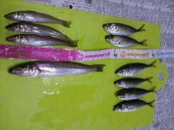 貝塚　ちょい投げでキス＆小アジの引きを堪能☆