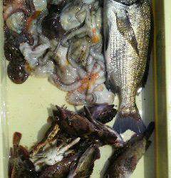 岸和田一文字でのチヌ・タコ釣り