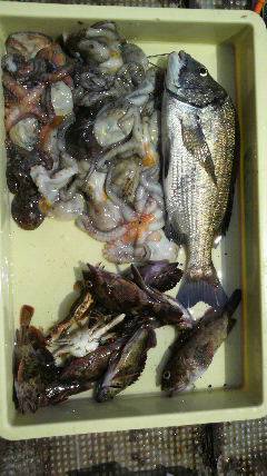 岸和田一文字でのチヌ・タコ釣り