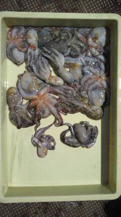 岸和田一文字、本日のタコ情報♪