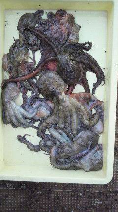 岸和田一文字、本日のタコ情報♪