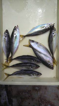 岸和田一文字、サビキで良型アジの釣果☆