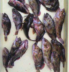 沖の北・沖一文字北、ウキ釣りで33cmのアコウなど♪