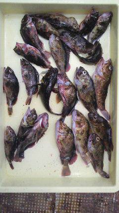 沖の北・沖一文字北、ウキ釣りで33cmのアコウなど♪