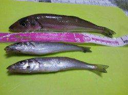 大津川尻水銀灯でちょい投げ、楽しい引きを堪能できました♪