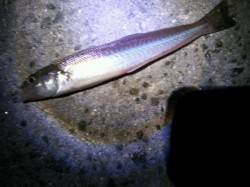 大津川尻水銀灯でちょい投げ、楽しい引きを堪…