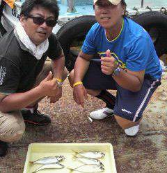 岸和田一文字、アジとタコの釣果