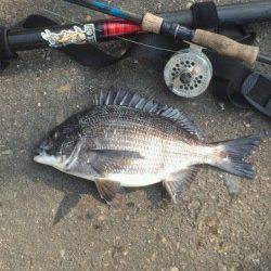舞洲　落とし込みでチヌ38cm＆キビレ32cm　