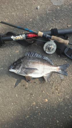 舞洲　落とし込みでチヌ38cm＆キビレ32…