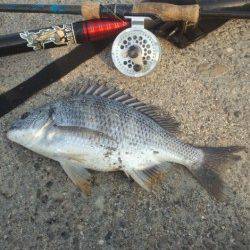 舞洲　落とし込みでチヌ38cm＆キビレ32cm　