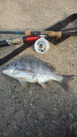 舞洲　落とし込みでチヌ38cm＆キビレ32cm　