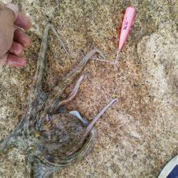 網干港百間波止　10時から2時間でキス5匹＆タコ