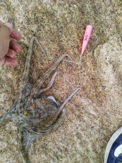 網干港百間波止　10時から2時間でキス5匹＆タコ