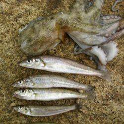 網干港百間波止　10時から2時間でキス5匹＆タコ