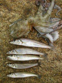 網干港百間波止　10時から2時間でキス5匹＆タコ