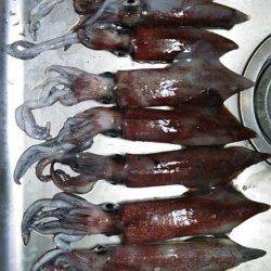 新井崎でケンサキ狙いのエギング！使用サイズは3号