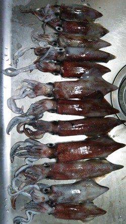 新井崎でケンサキ狙いのエギング！使用サイズは3号