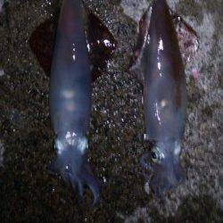 新井崎でケンサキ狙いのエギング！使用サイズは3号