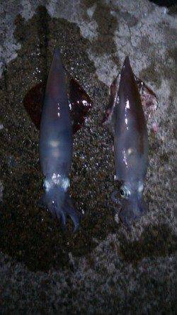 新井崎でケンサキ狙いのエギング！使用サイズは3号