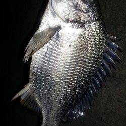 舞洲でチニング　NEWロッド&リールの試し釣行