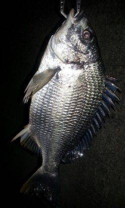 舞洲でチニング　NEWロッド&リールの試し釣行