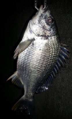 舞洲でチニング　NEWロッド&リー…