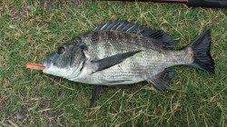 和歌川河口　トップゲームでチヌヒット！