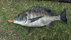 和歌川河口　トップゲームでチヌヒット！