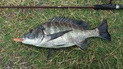 和歌川河口　トップゲームでチヌヒット！