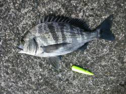 SLシンカーでチヌ！小型ながら楽しめました…