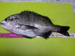 SLシンカーでチヌ！小型ながら楽しめました