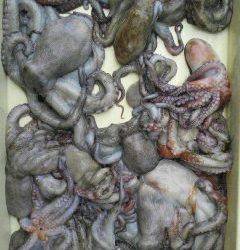 沖一文字スリット1番、カニをエサにタコＧＥＴ♪