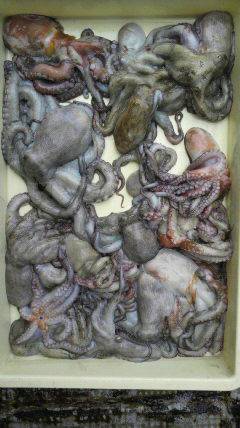 沖一文字スリット1番、カニをエサにタコＧＥＴ♪