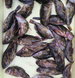 旧一文字赤灯、20cmまでのガシラが好調でした！