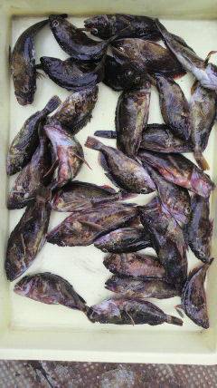 旧一文字赤灯、20cmまでのガシラが好調でした！