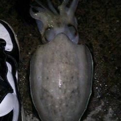 日置　エギングでタコ狙いもコウイカがヒット