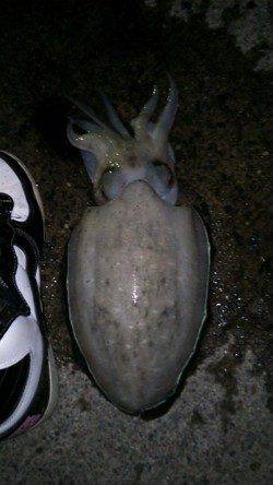 日置　エギングでタコ狙いもコウイカがヒット