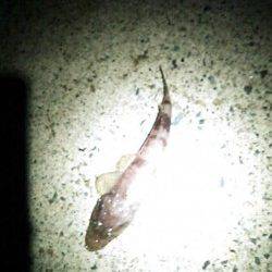 日置　エギングでタコ狙いもコウイカがヒット