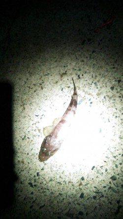 日置　エギングでタコ狙いもコウイカがヒット