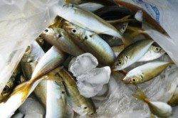 食コンRT★一文字では四季釣り